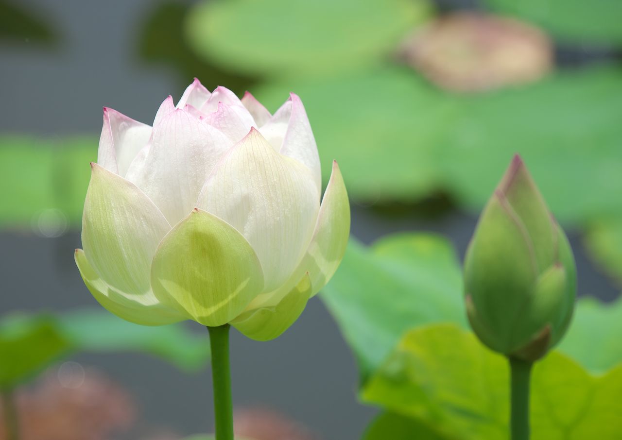 Hasu/Ren, le lotus (Pixta)