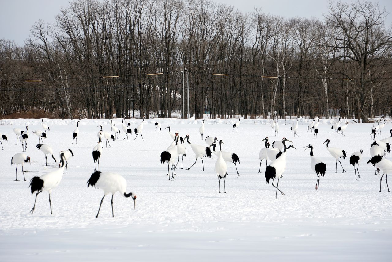 Des grues à couronne rouge rassemblées sur un site d’observation situé au nord des marais de Kushiro. (© Jiji)