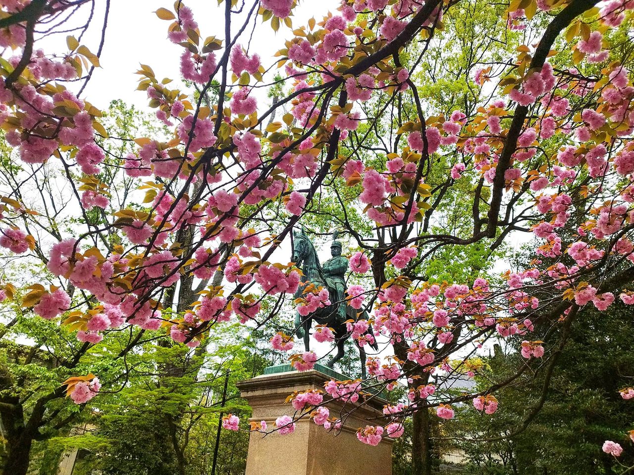 (Avec l’aimable autorisation du parc mémorial Arisugawa-no-Miya)