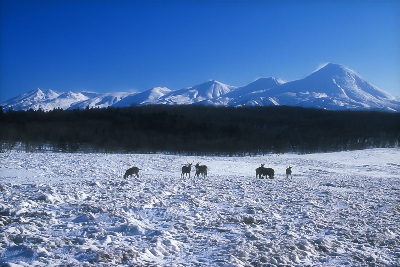 Prairie de Furepe en hiver. (Avec l'aimable autorisation de la Shiretoko Nature Foundation) 