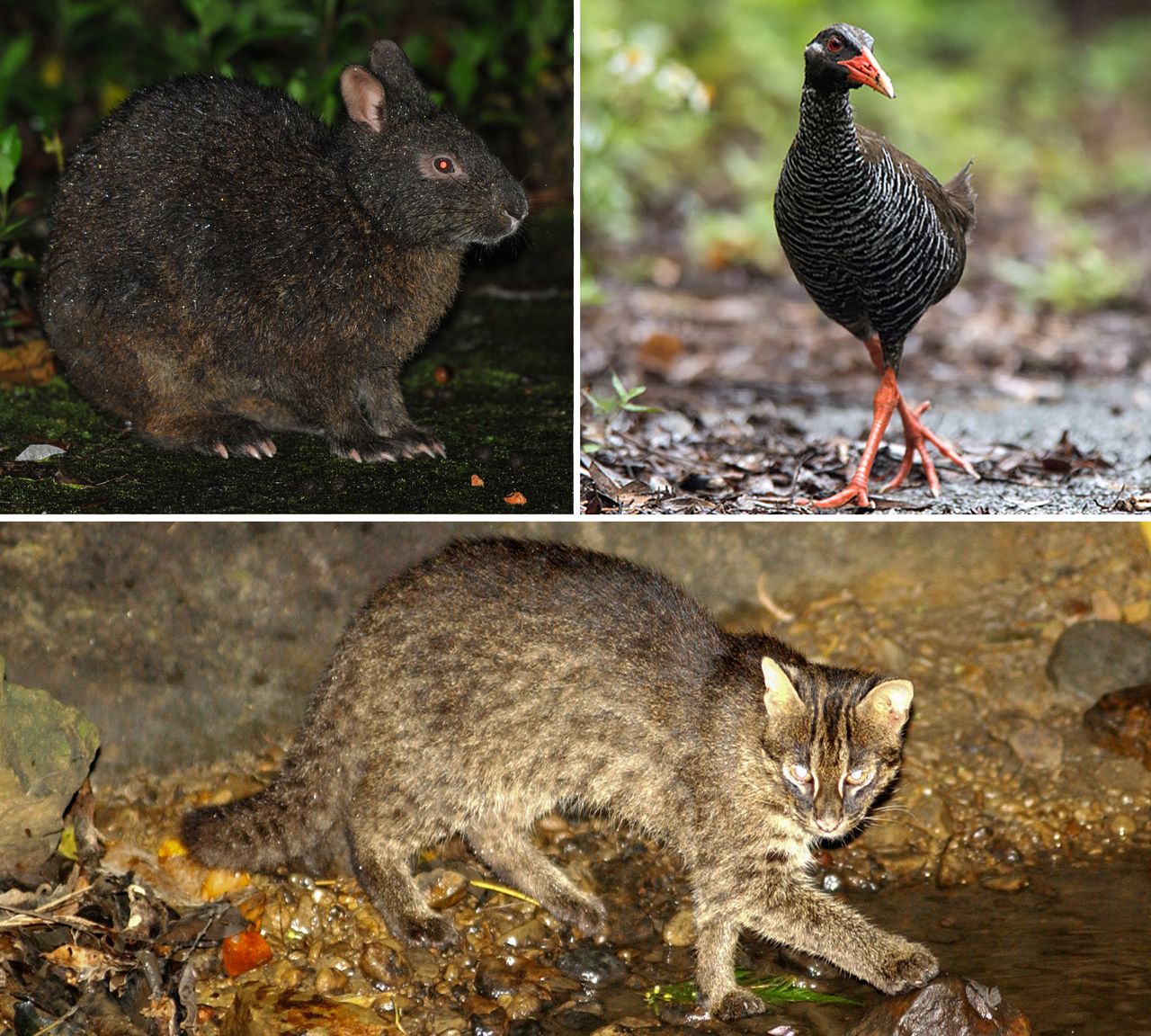 (de gauche à droite et de haut en bas) Le lapin noir d'Amami, le râle d'Okinawa, et le chat d'Iriomote (Photos avec l'aimable autorisation de OCVB).
