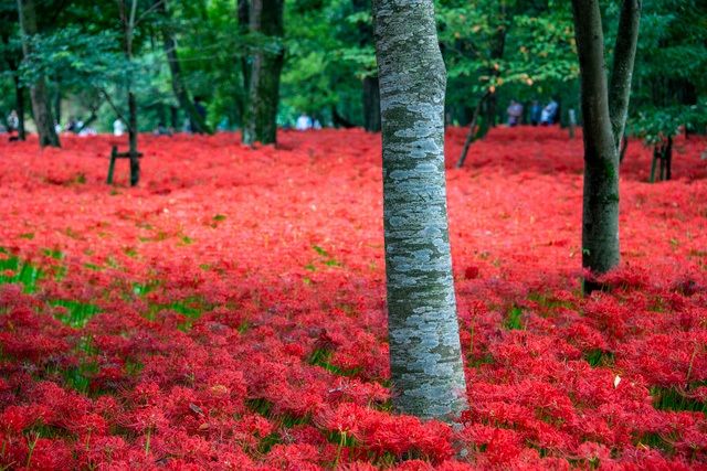 En automne, d’étranges fleurs aux allures d’araignée appelées « fleurs de l’équinoxe » (higanbana) s’épanouissent dans le parc Kinchakuda de la ville de Hidaka, dans la préfecture de Saitama, en formant un merveilleux tapis rouge vif. Un spectacle d’une beauté saisissante !