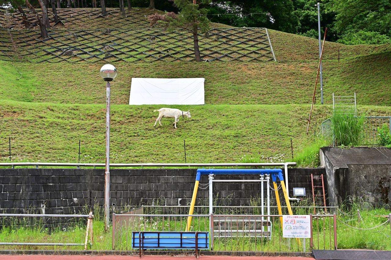 L’une des chèvres du Centre Shimada Ryôiku broute l’herbe. L’établissement utilise les animaux pour garder la verdure sous contrôle.