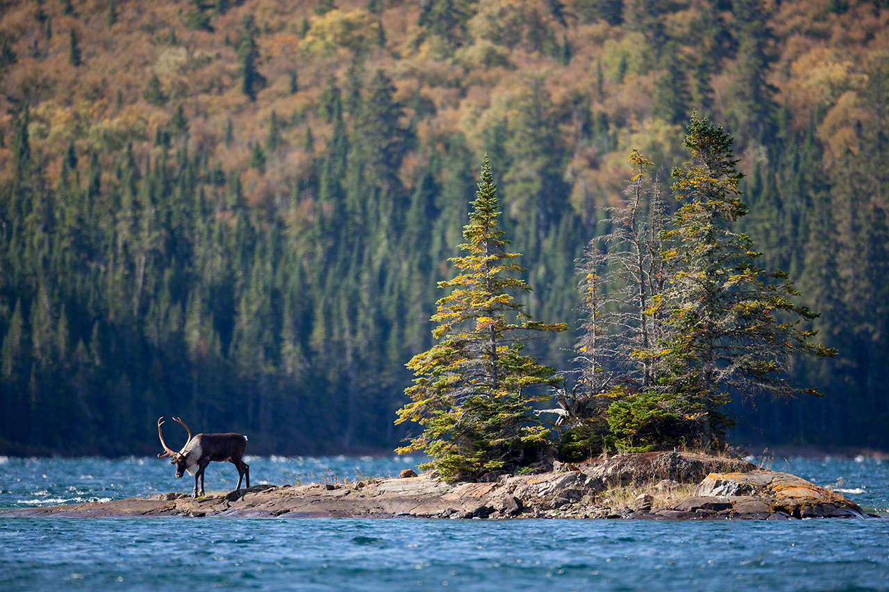 Un caribou forestier dominant l’îlot d’un lac (2010).