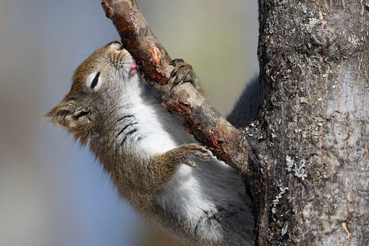 Un &eacute;cureuil roux l&eacute;chant de la s&egrave;ve d&rsquo;&eacute;rable (2018).