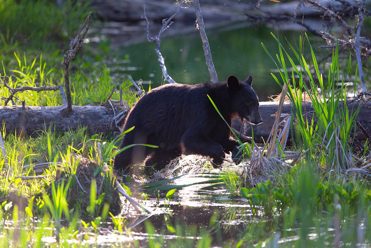 Un ours noir barbotant autour d’un étang (2018)