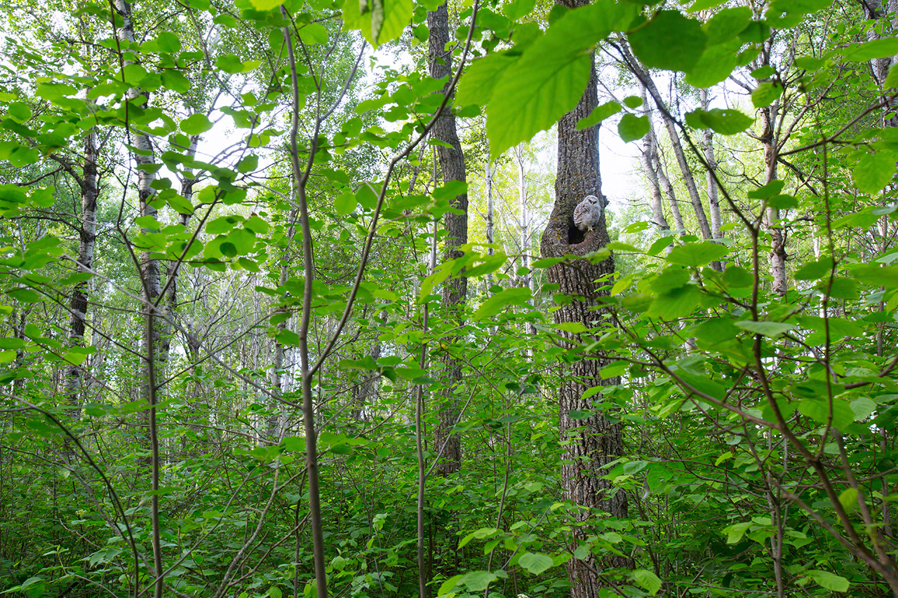La verdure fraîche des bois au printemps. Un bébé chouette rayée s’apprête à quitter le nid (2015).