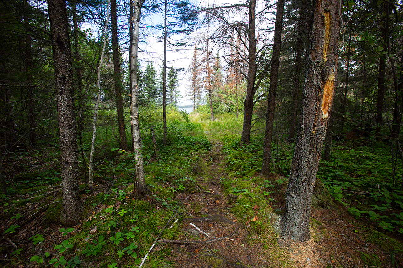 Le portage jusqu’au lac suivant. La marque du sentier brille dans les bois (2016).