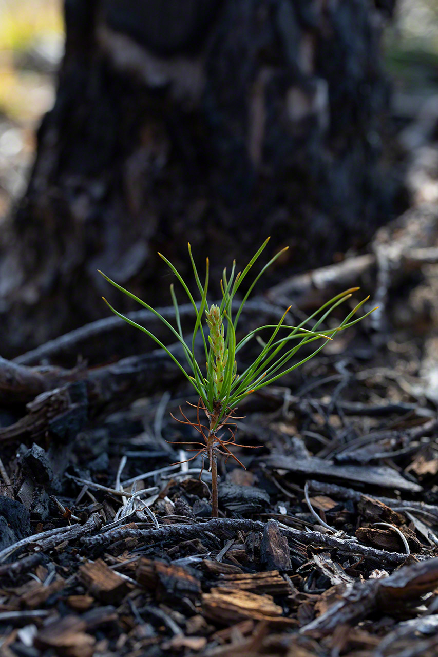 Un jeune plant de pin gris bourgeonne au milieu des morceaux de bois brûlés (2019).