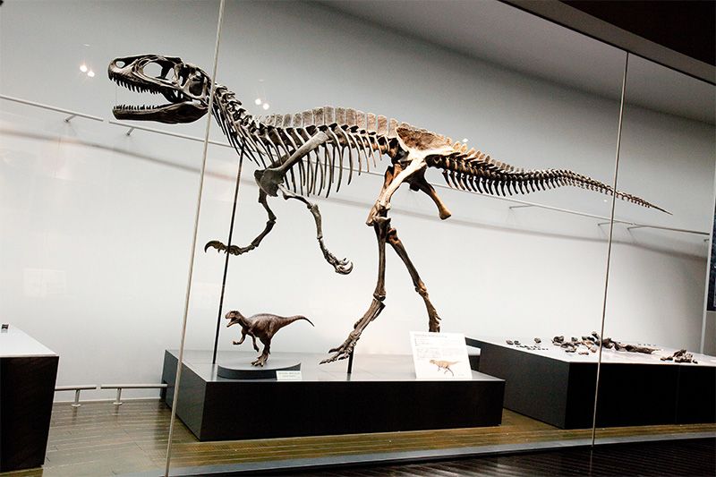 Un squelette entièrement reconstruit de carnivorous fukuisaurus se trouve juste au-dessus d’une maquette miniature de la même créature. De vrais fossiles sont également en exposition sur la droite.