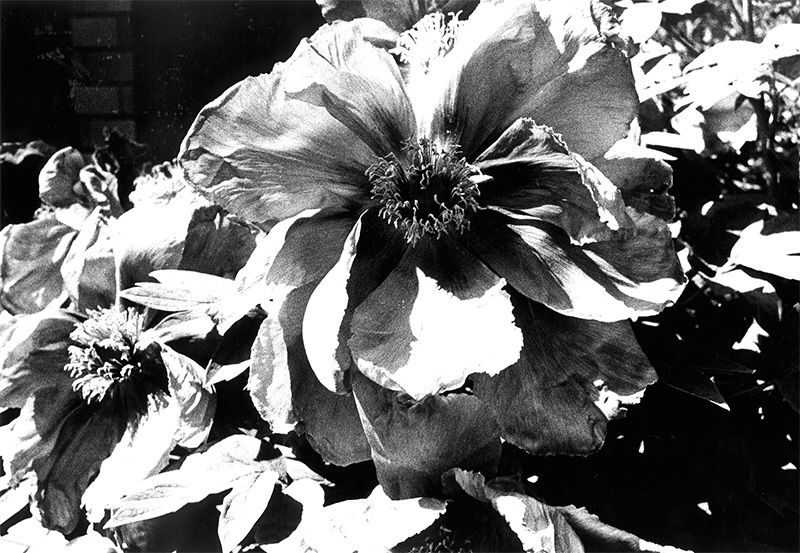 Hikari to kage 1 (hana) (« Lumière et ombre 1 : fleur », 1981). (© Daidô Moriyama Photo Foundation)