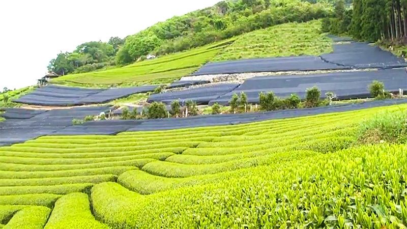 Champ de thé tencha cultivés par Fujieda. Les champs apparaissant en noir sont recouverts de bâches pour éviter une exposition des feuilles à la lumière du soleil (photo avec l'aimable autorisation de Marushichi Seicha).