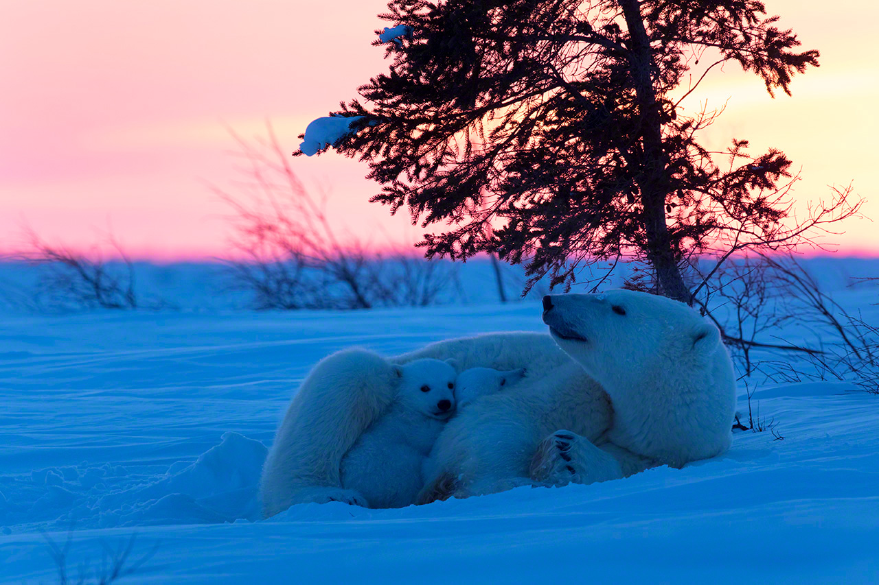 Les petits ours blancs se blottissent contre leur m&egrave;re au cr&eacute;puscule (2015).