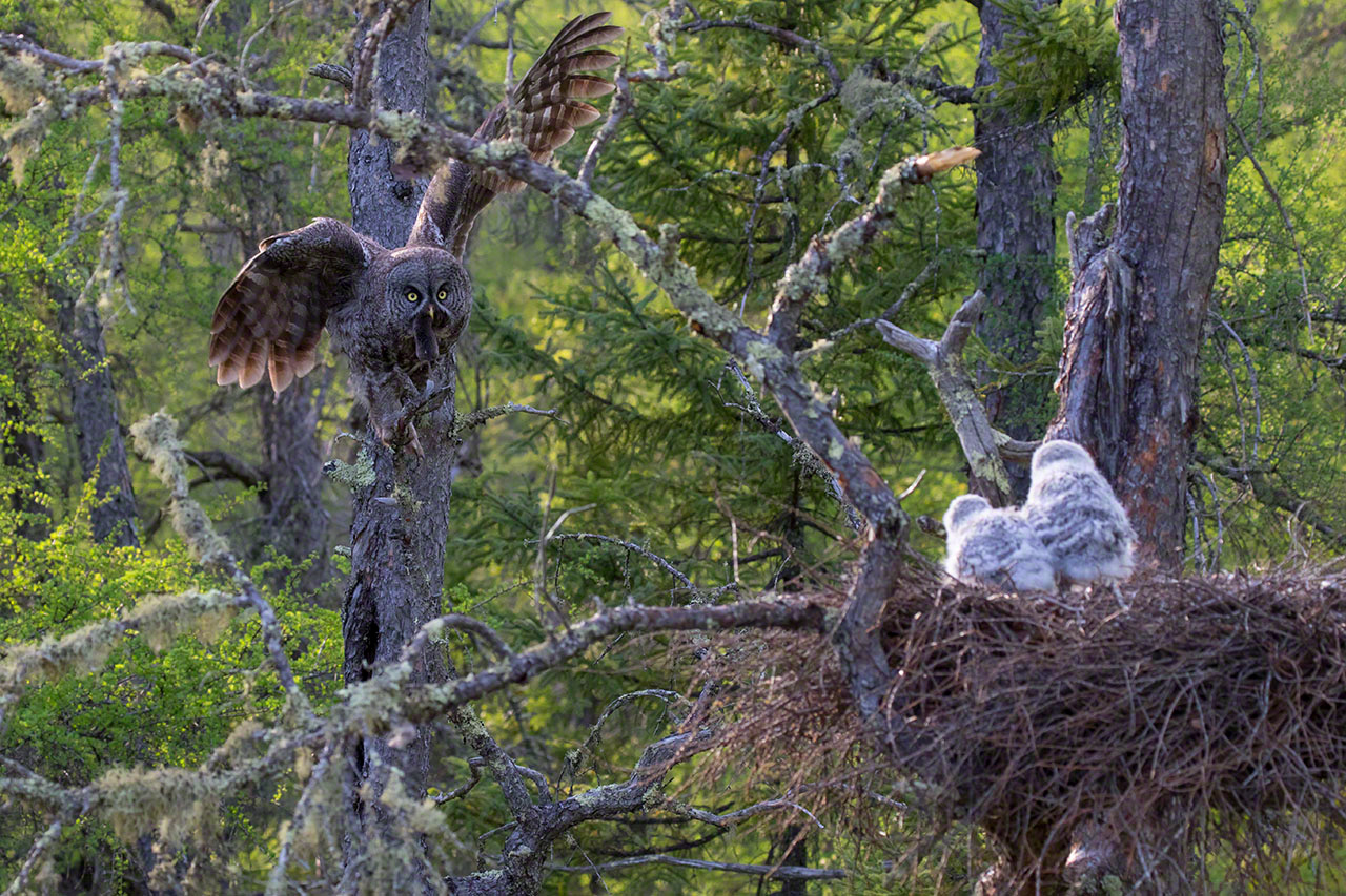 Une chouette lapone apportant un campagnol jusqu’au nid (2015).