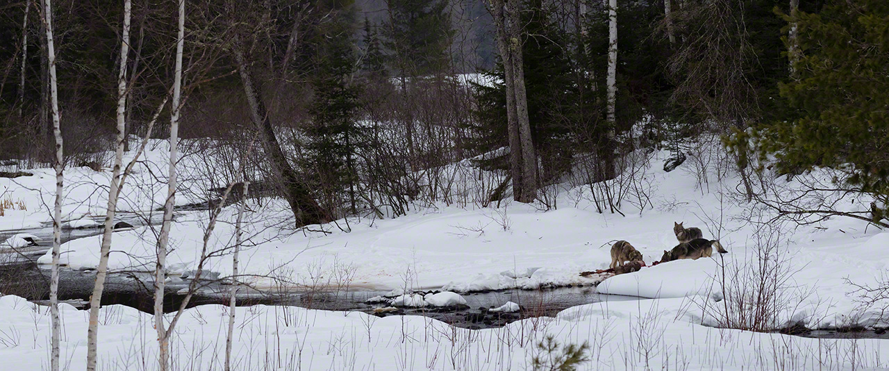 Des loups d&eacute;vorant un daim sur une rive (2018).