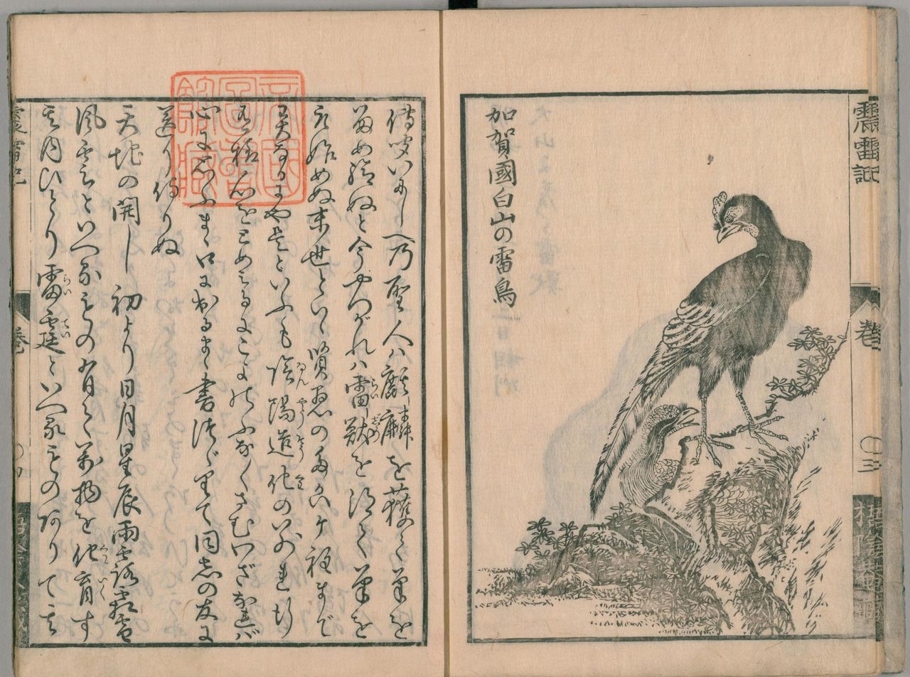 Shinraiki, un document datant de 1767, décrit les premiers efforts pour protéger et élever le raichô (avec l'aimable autorisation de la Bibliothèque nationale de la Diète).