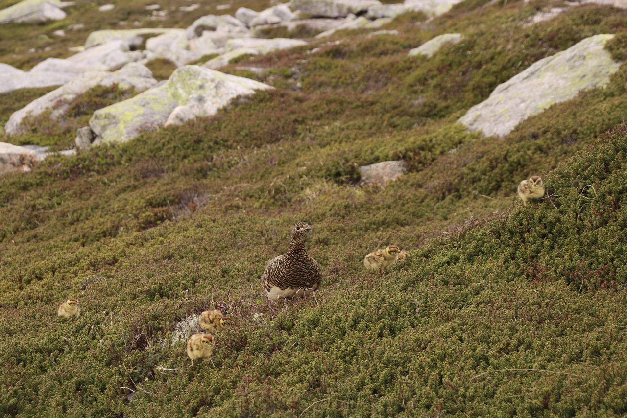 Un lagopède femelle et sa nichée en liberté dans les Alpes centrales en juillet 2021.
