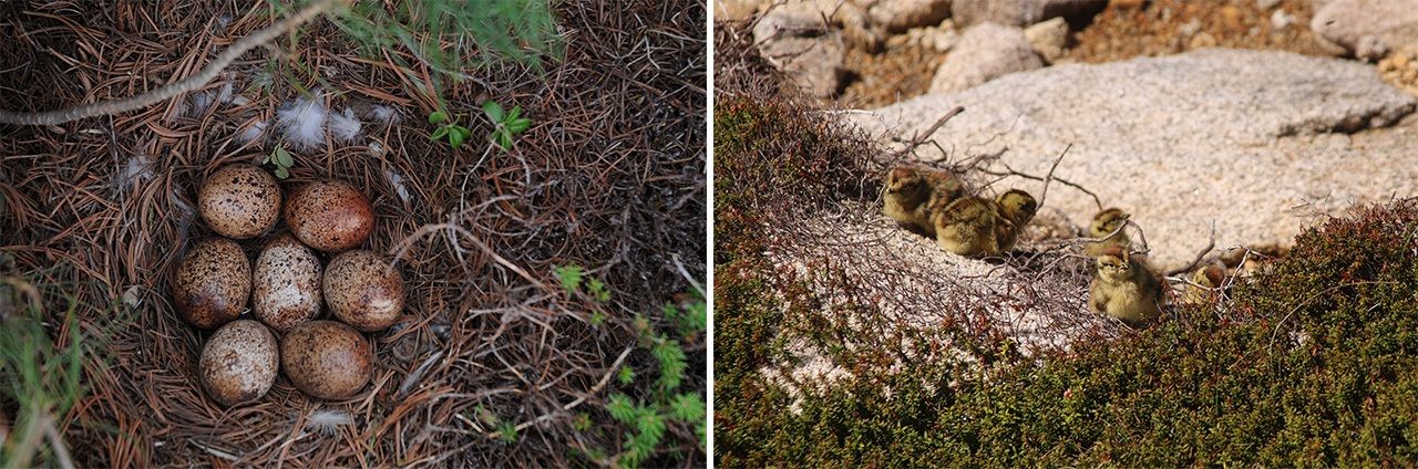 Des œufs de raichô dans un nid (gauche) et les oisillons à trois jours (droite) témoignent du succès précoce de l’opération de renaissance dans les Alpes centrales. La mère est la femelle solitaire qui était arrivée dans la région en 2018.
