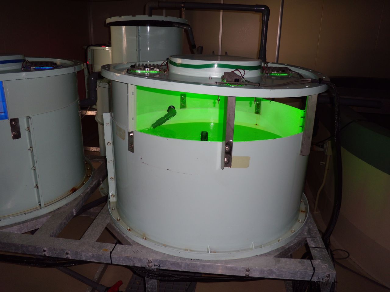 Cette cuve, éclairée par des diodes électroluminescentes vertes, a été utilisée lors d’expérimentations sur l’élevage du flet. (© École supérieure de biosciences marines de l'Université Kitasato)