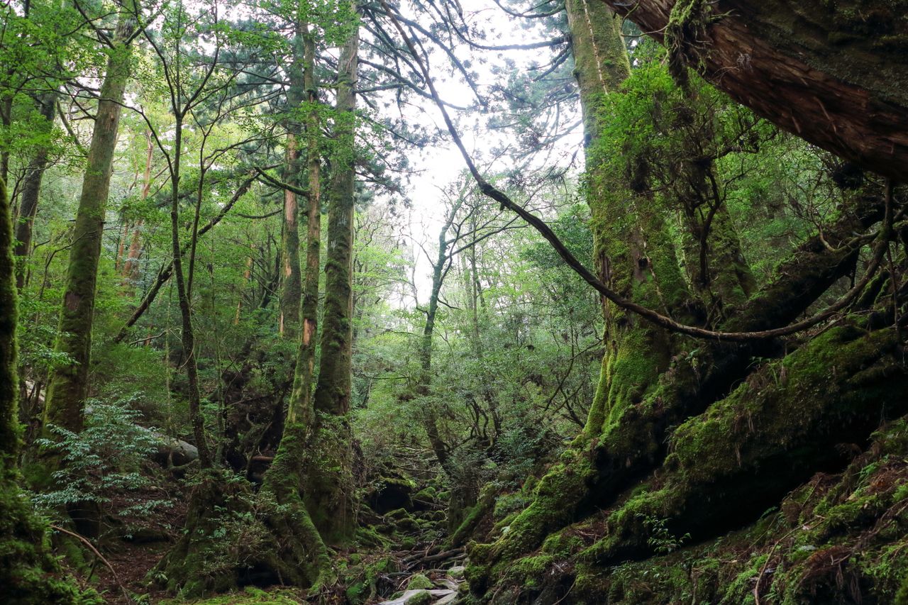 La forêt vierge de l'île de Yakushima (préfecture de Kagoshima), recouverte de mousse, est une destination populaire pour partir en randonnée.