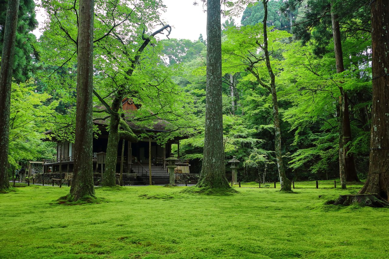 Un tapis de mousse recouvrant le sol du temple Sanzen'in à Kyoto.