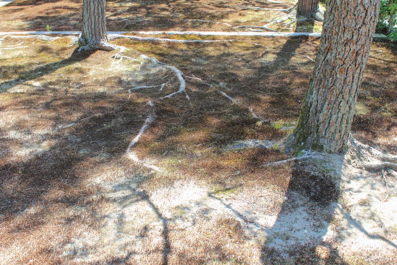 Mousse morte dans un jardin japonais, causée par l'effet d'îlot de chaleur urbains.