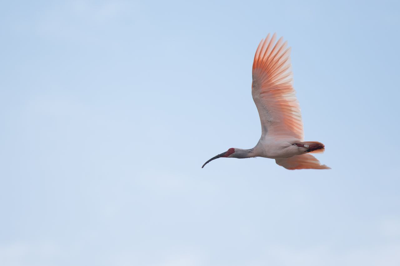 Un ibis à crête survolant majestueusement l’île de Sado. (© Pixta)