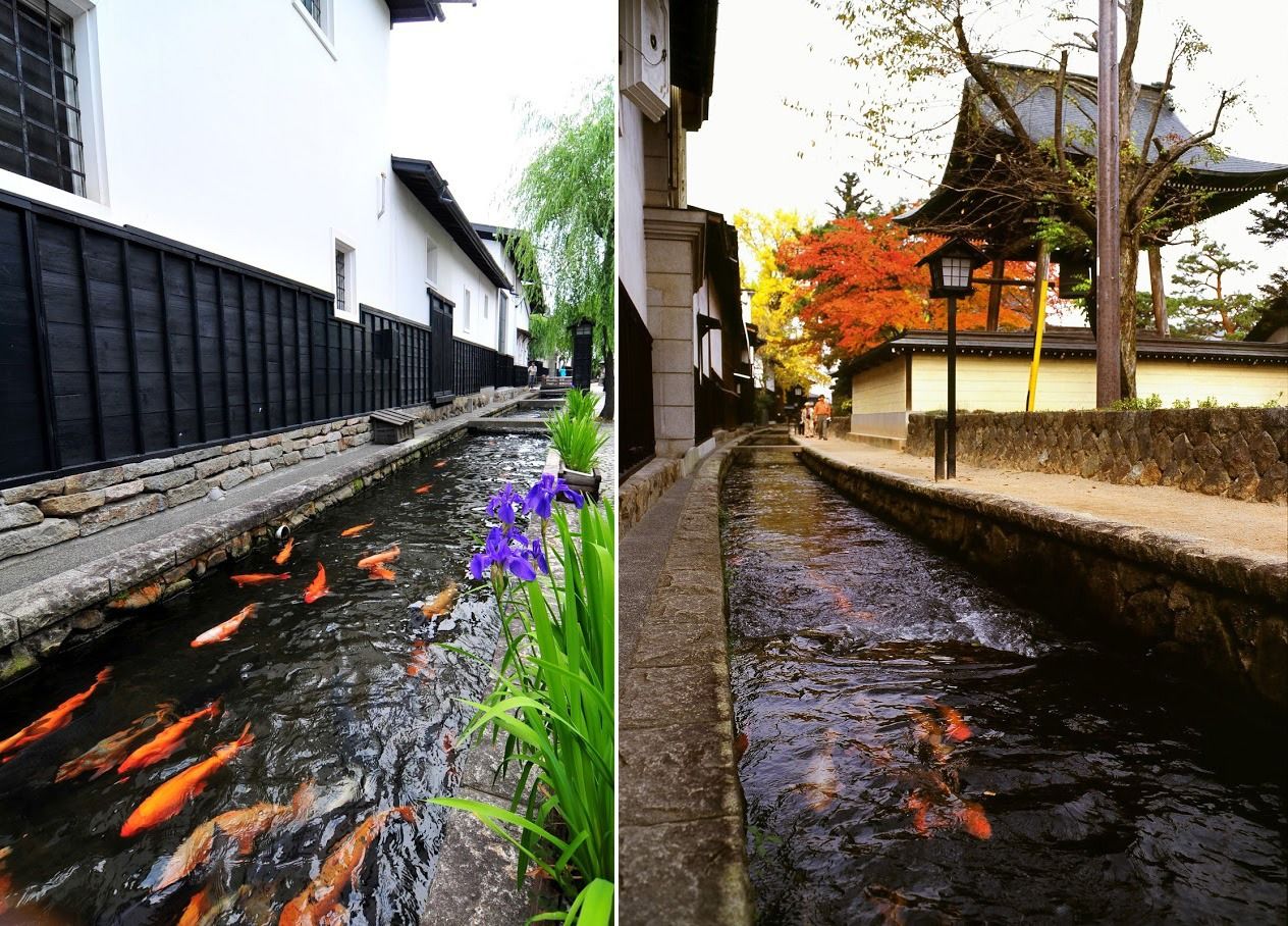 La rivière Seto est appréciée par les touristes. Des carpes de couleurs variées brillent comme des bijoux, contrastant avec les murs blanchis à la chaux des entrepôts. (Photo avec l’aimable permission de l’Office de tourisme de Hida)