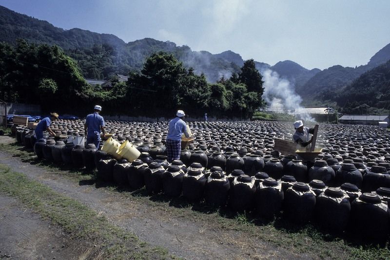 Des jarres marron foncé remplissent un champ à Fukuyama (Kagoshima) ; la fermentation est confiée à la nature (photo : Ôhashi Hiroshi)