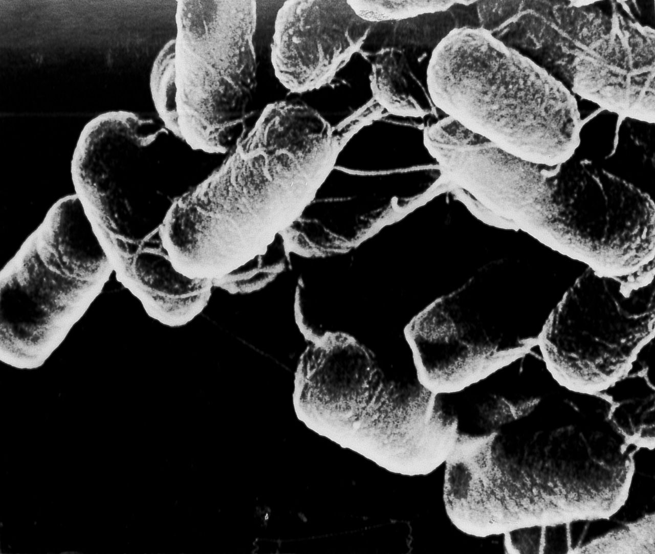 Bactéries de nattô (photo avec l'aimable autorisation de l'auteur) 