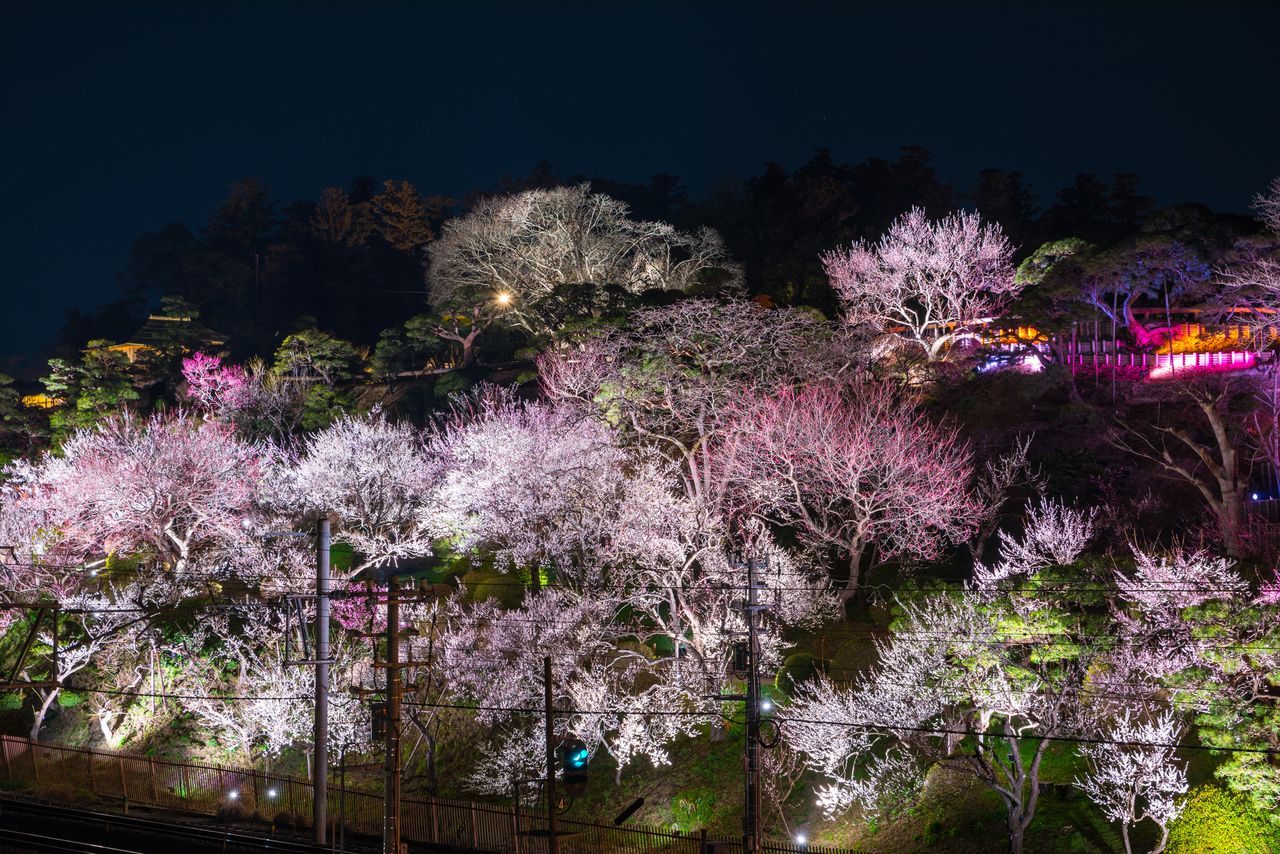 Le festival des fleurs de prunier du jardin Kairakuen (préfecture d'Ibaraki) est illuminé la nuit. (Pixta)