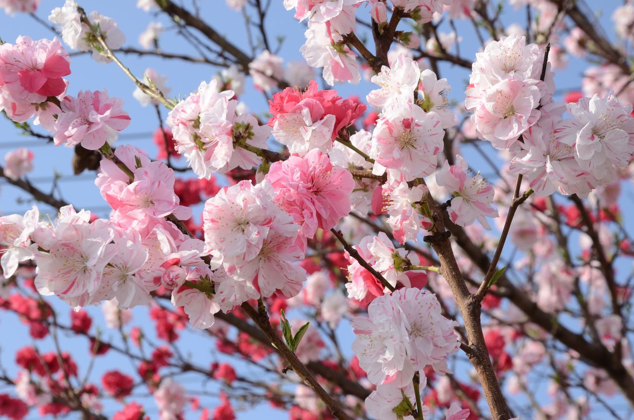 Pêcher en fleurs Genpei hanamomo portant des fleurs rouges, roses et blanches sur le même arbre. (© Pixta)