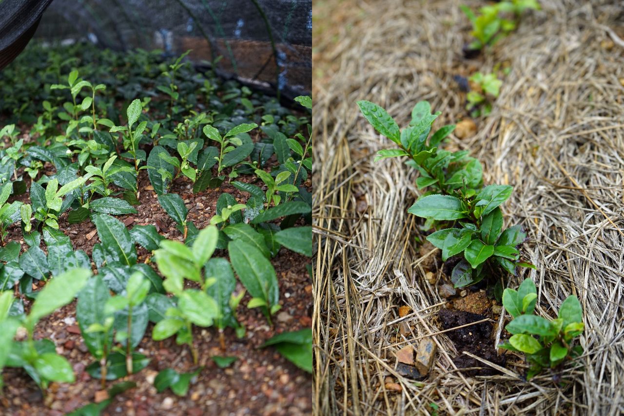 À gauche on voit des plants de thé multipliés par bouturage, et à droite des plants obtenus par la germination des graines. Ces derniers sont censés avoir une durée de vie plus longue.