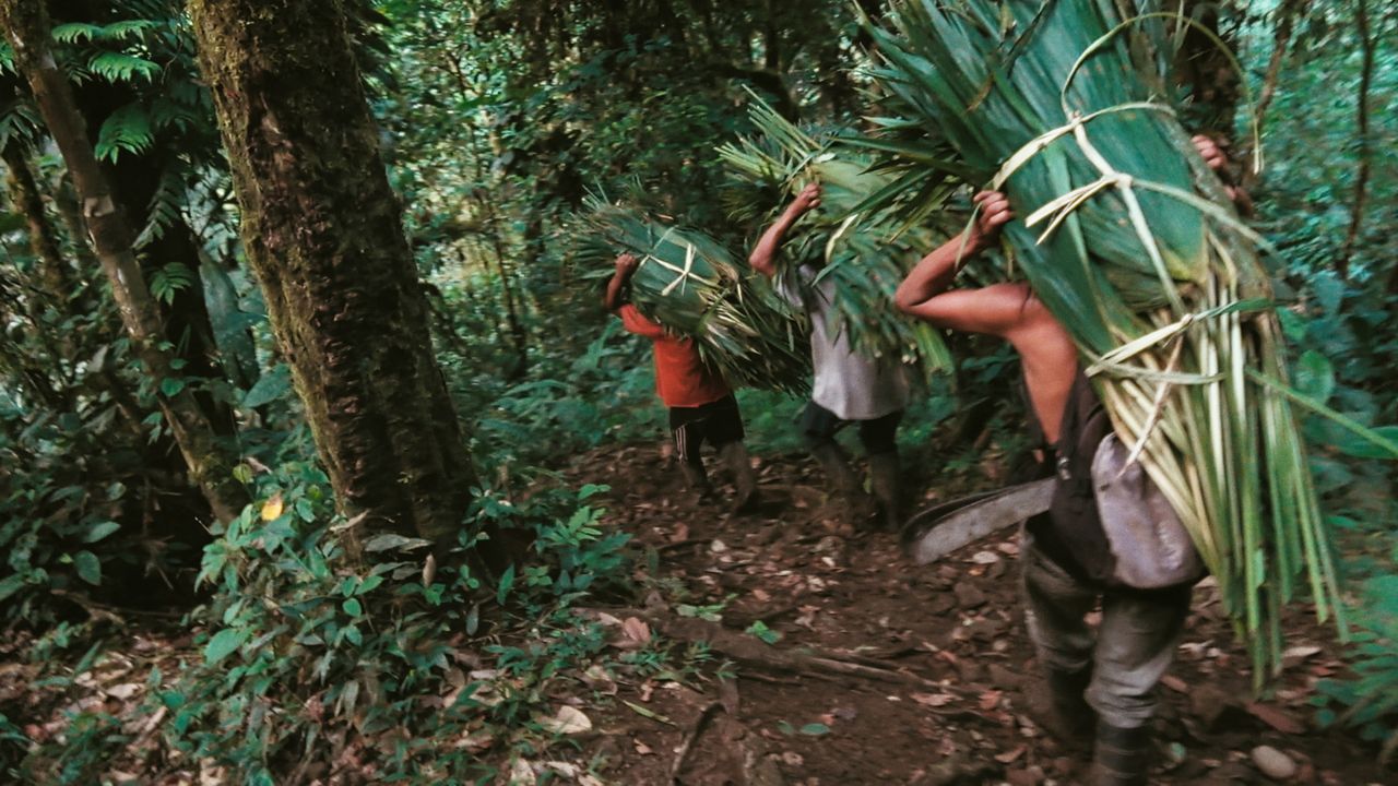 Les hommes transportant des feuilles de palmier (©Akimi Ota)