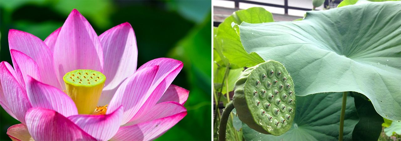Lotus cultivé à partir de graines vieilles de 2 000 ans (Pixta), et une gousse de lotus (photo de Nippon.com).