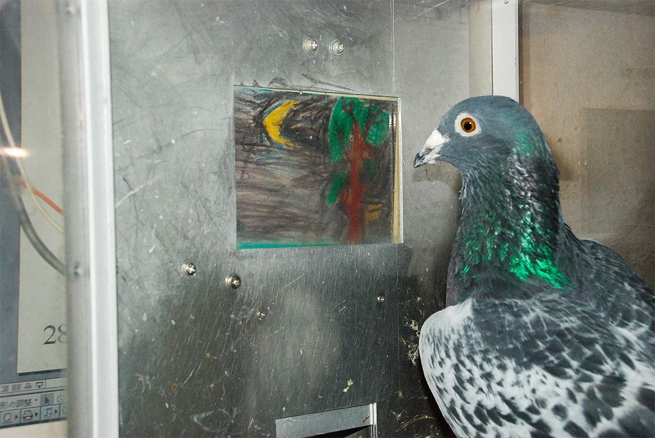 Un pigeon en pleine analyse d’un tableau lors d'une séance d'entraînement. 