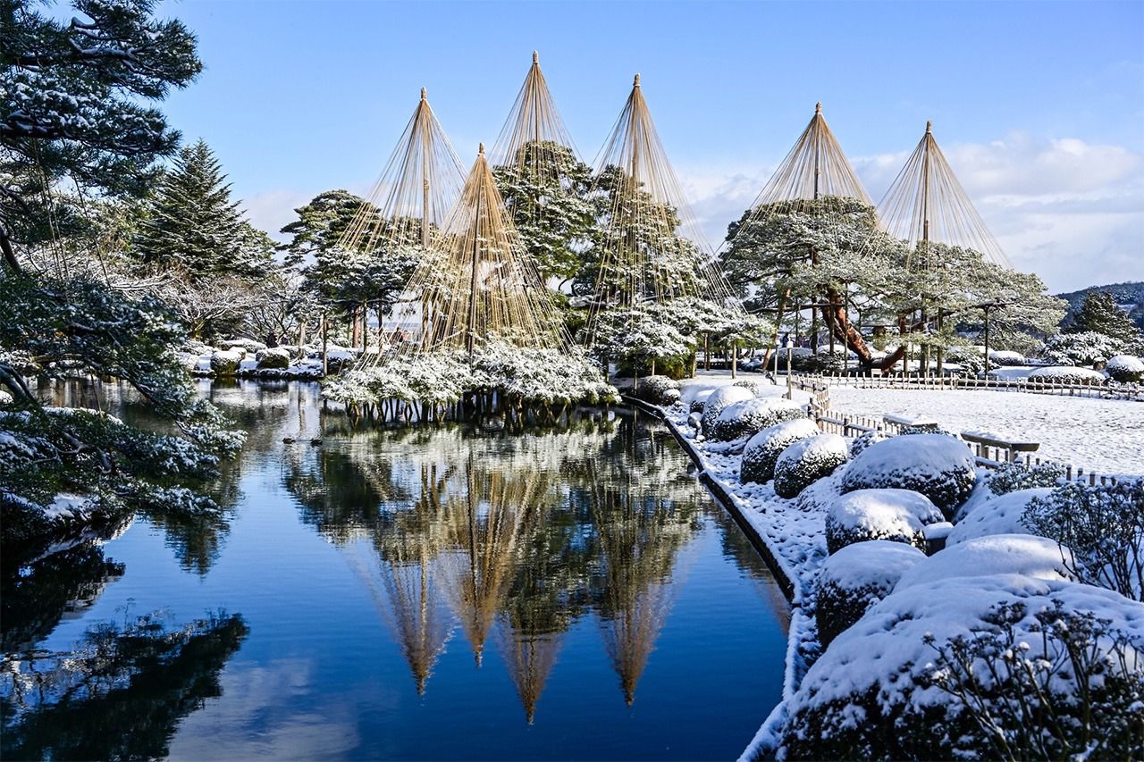 Le yukizuri au jardin Kenroku-en, à Kanazawa