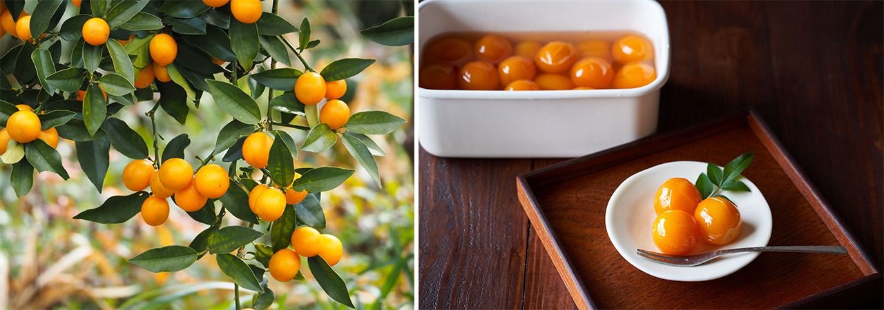 Kumquats (à gauche) ; kanroni (kumquats confits).