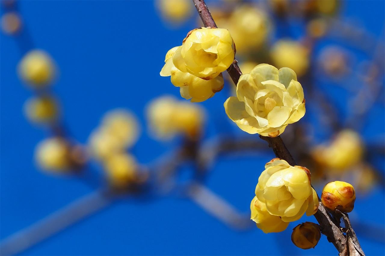 Rôbai (chimonanthe précoce)