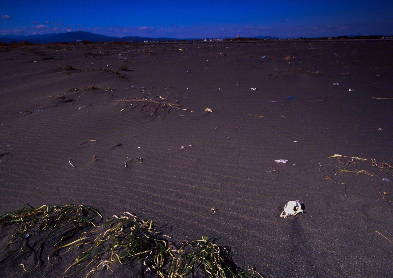 &Agrave; proximit&eacute; de l'embouchure de la rivi&egrave;re Naka, dans la pr&eacute;fecture de Tokushima, sur l'&icirc;le de Shikoku. Un cr&acirc;ne de chien git parmi les d&eacute;tritus drain&eacute;s par la rivi&egrave;re.