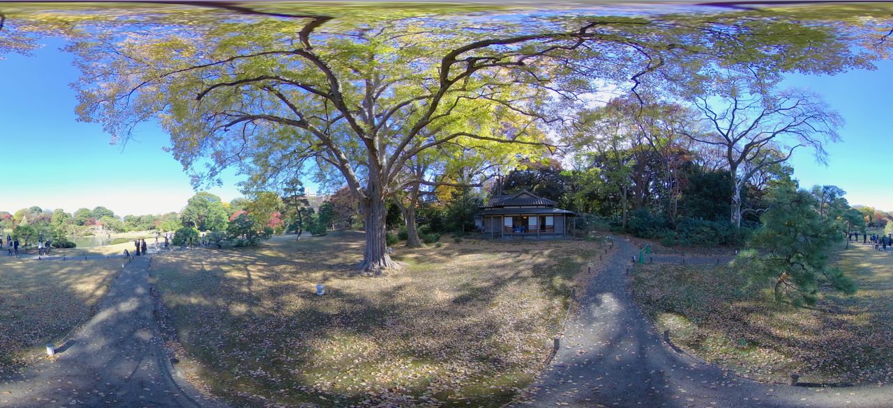 Les feuilles viennent à peine de se colorer au jardin Rikugi-en. Il est illuminé le soir pendant la saison.