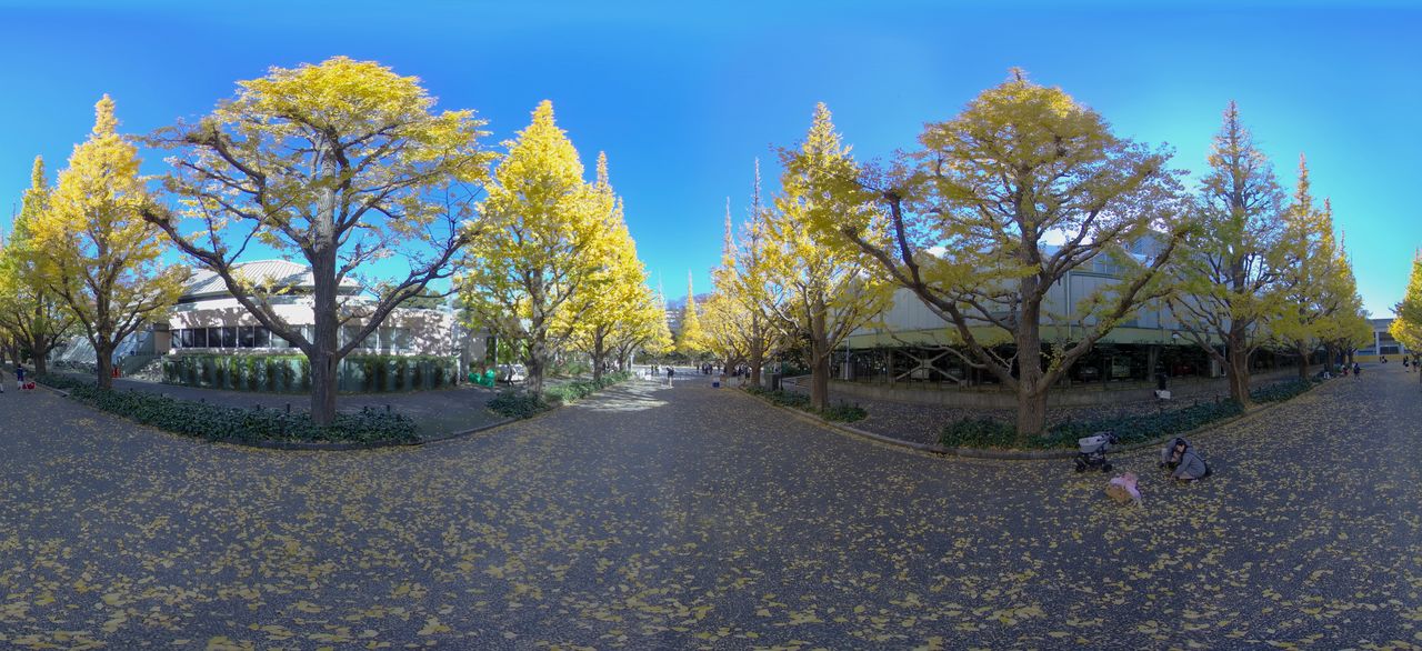 Les gingkos arborant des feuilles d’un jaune étincelant bordent l’avenue devant le stade de rugby Chichibunomiya. La zone doit être réaménagée dans un avenir proche.
