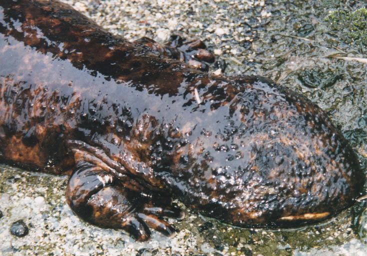 Siebold a obtenu deux spécimens de salamandre au Japon et les a envoyés vivants en Hollande. L'un d'eux a survécu au long voyage et a vécu plus de 50 ans en captivité. (Photo courtoisie du Musée National de la Nature et de la Science) 