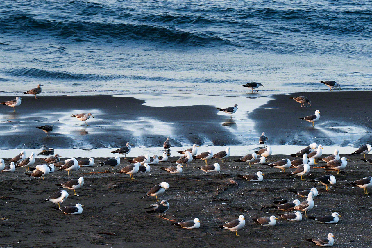 Les mouettes se rassemblent sur les rives de la mer d&rsquo;Okhotsk. (&copy;&nbsp;Mizukoshi Takeshi)