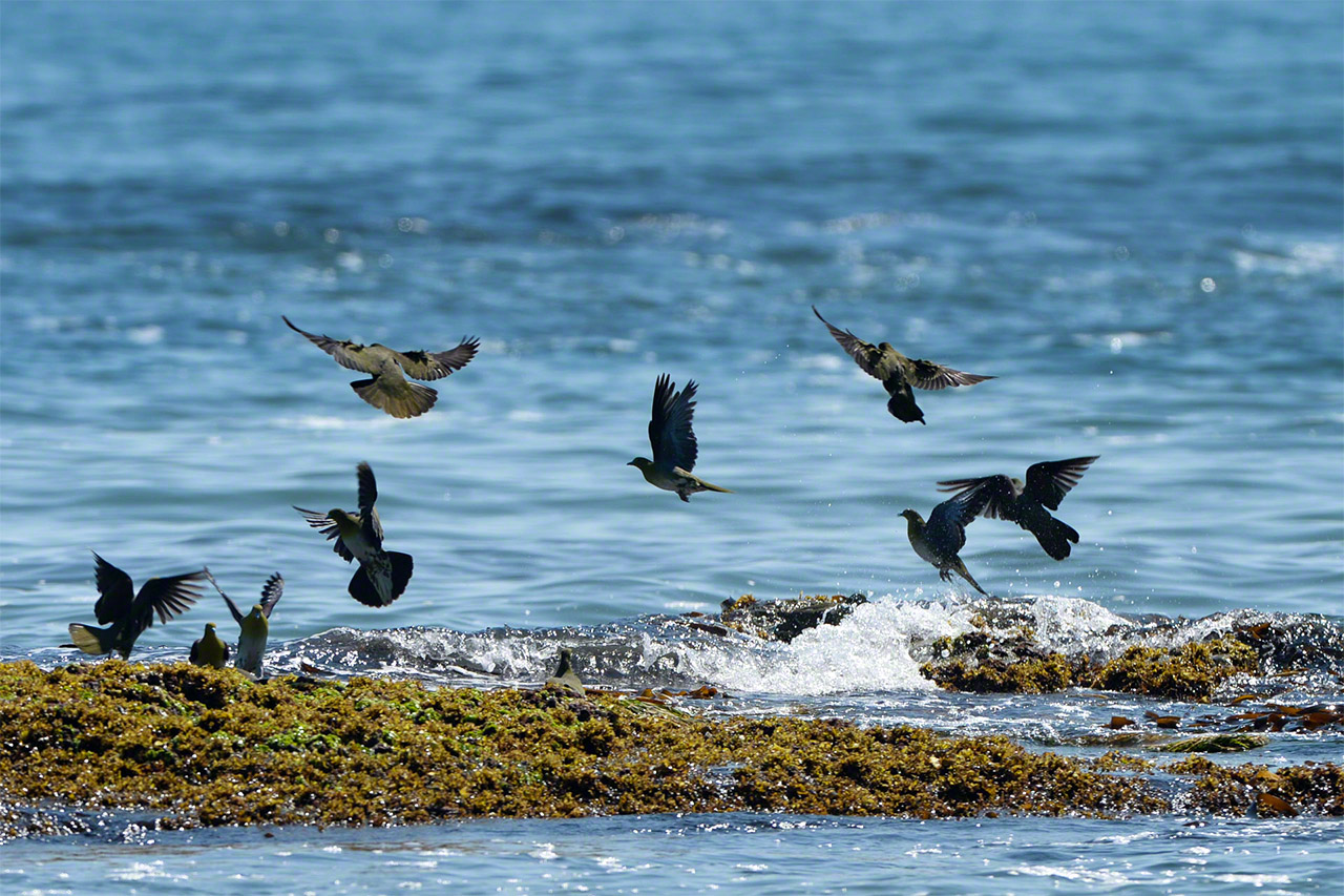 Les pigeons verts &agrave; ventre blanc, appel&eacute;s aobato, ont la rare habitude de boire de l&rsquo;eau de mer. Ces oiseaux migrent vers Hokkaid&ocirc; pour &eacute;lever leurs jeunes dans les for&ecirc;ts situ&eacute;es le long des rives de l&rsquo;oc&eacute;an Pacifique. (&copy;&nbsp;Mizukoshi Takeshi)