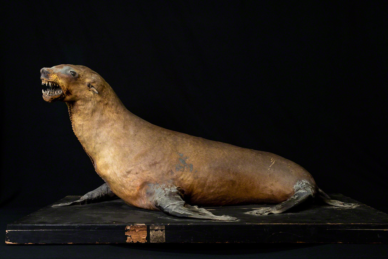Sp&eacute;cimen de jeune lion de mer femelle naturalis&eacute;e achet&eacute; en 1905. G&eacute;n&eacute;ralement, quand on empaille un animal, on ne laisse que la peau et on utilise une tige qu&rsquo;on entoure d&rsquo;un mat&eacute;riau de rembourrage pour redonner du volume. Ici la moiti&eacute; avant du cr&acirc;ne, les dents, les oreilles, les griffes et les os des membres post&eacute;rieurs ont &eacute;t&eacute; conserv&eacute;s, ce qui permet de rendre au mieux son apparence originale.