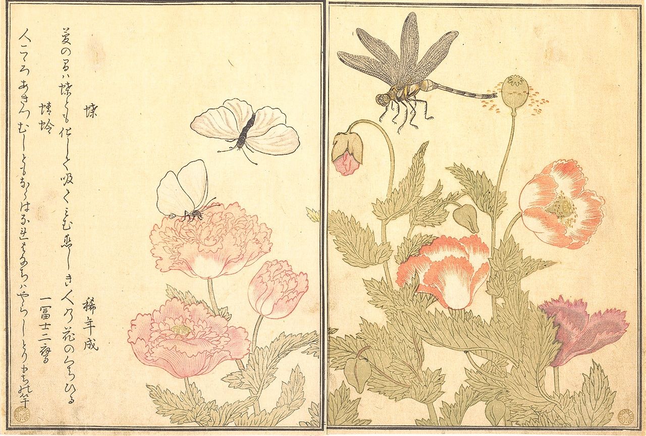 Estampe tirée de l’« Anthologie sélective illustrée des insectes » (Ehon mushi erami). Recueil de kyôka sélectionnés par Ishikawa Masamochi et illustrés par Utamaro, 1788. (Avec l’aimable autorisation du Metropolitan Museum of Art)