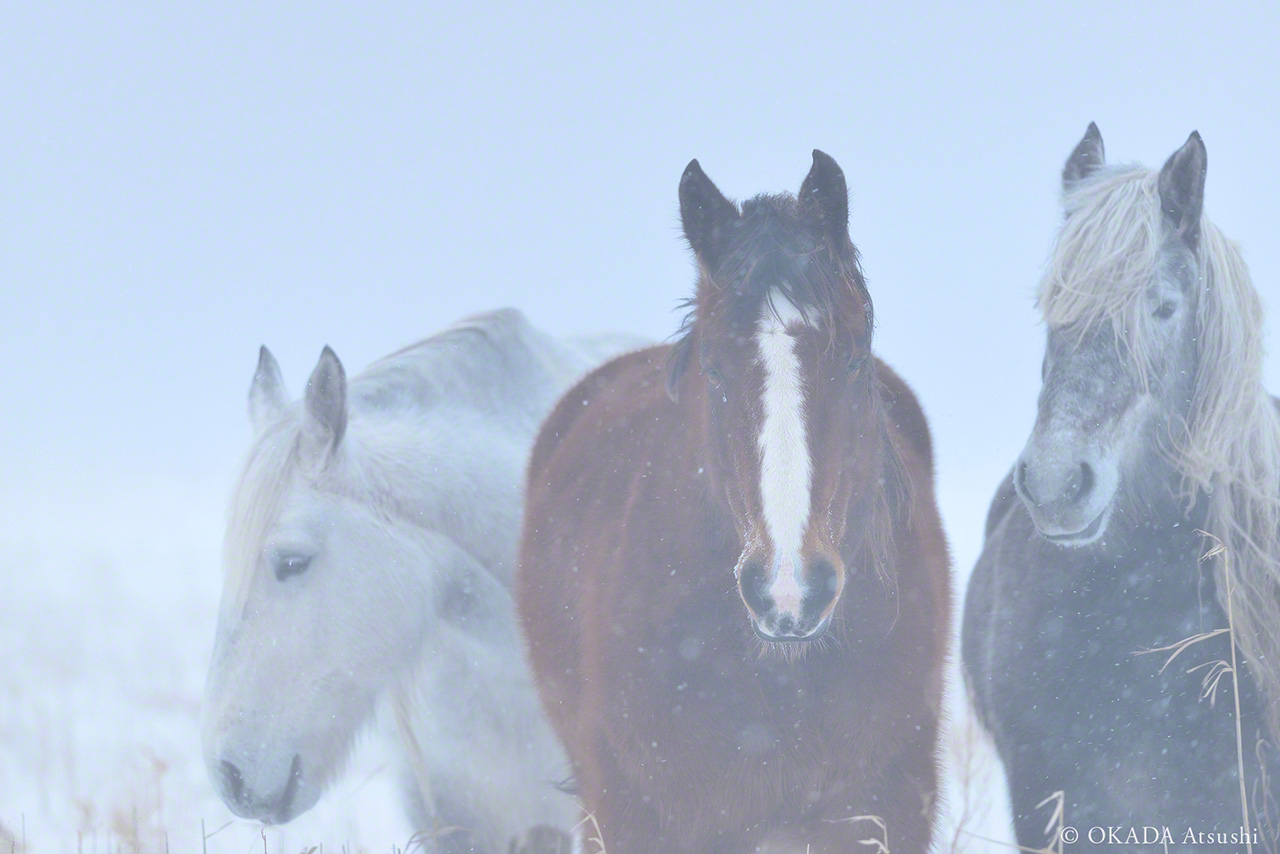 Les chevaux se blottissent dans les plaines enneigées. (février 2014, © Okada Atsushi)