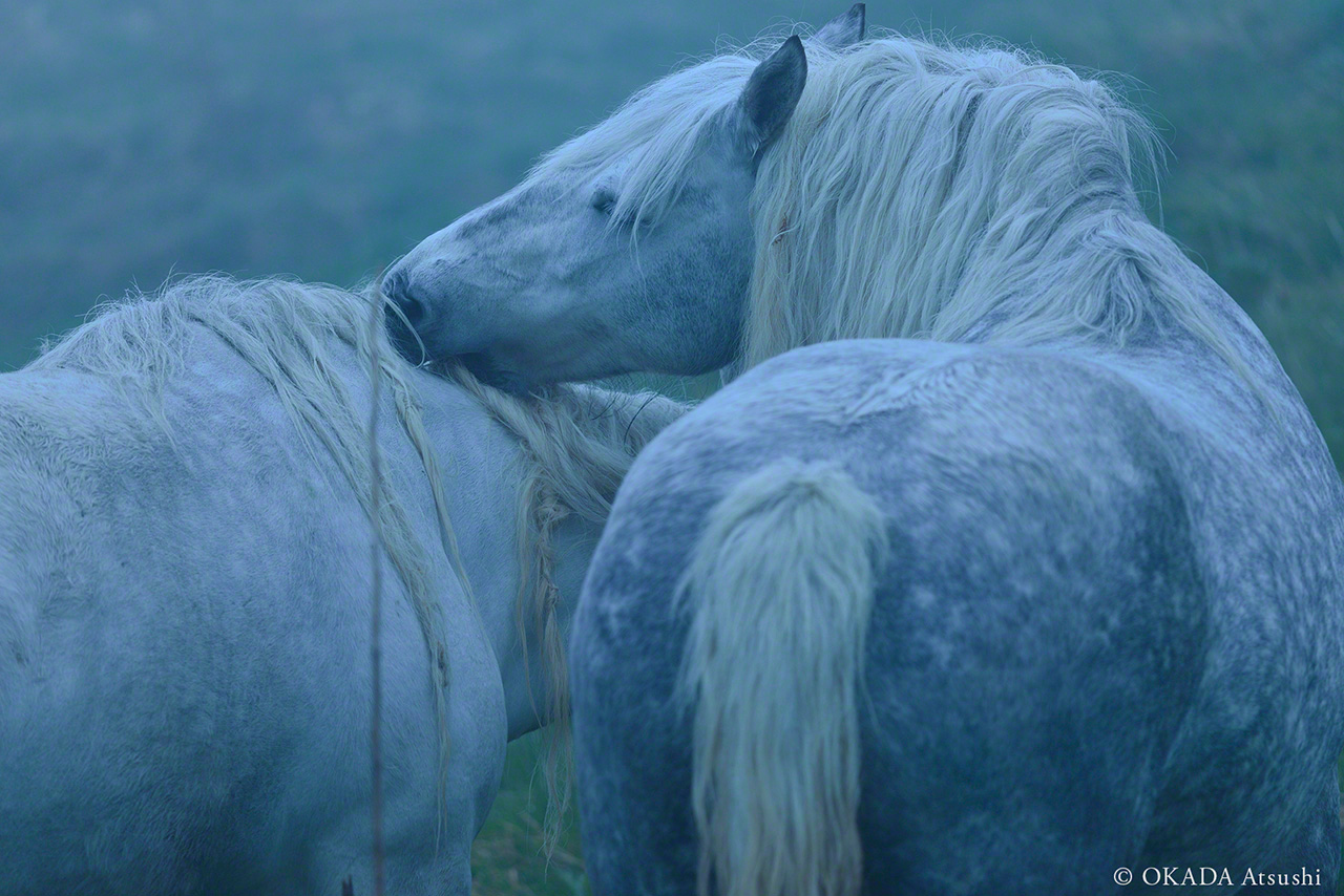 Toilettage social des chevaux de Yururi. (mai 2017, © Okada Atsushi)