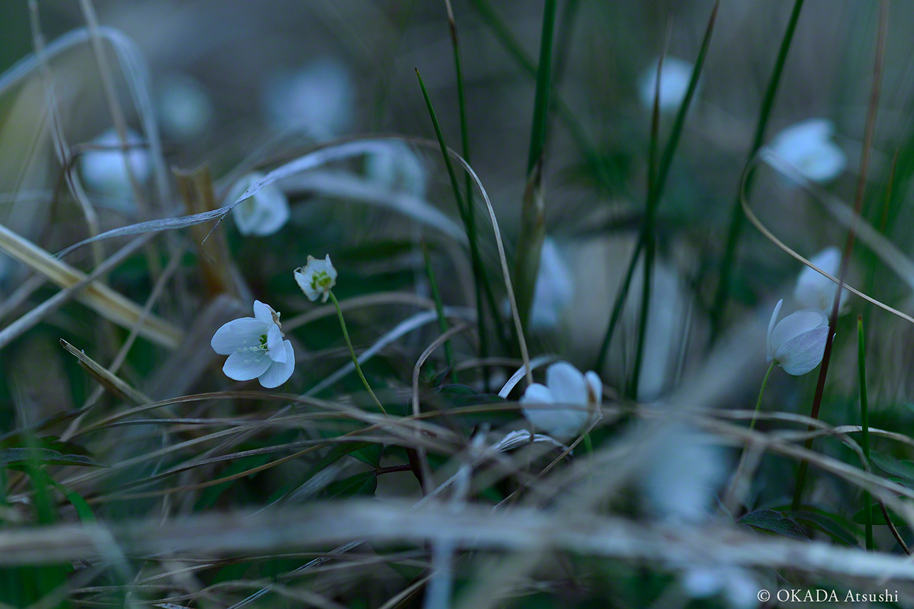 Des fleurs sauvages sur l’île de Yururi. (mai 2016, © Okada Atsushi)